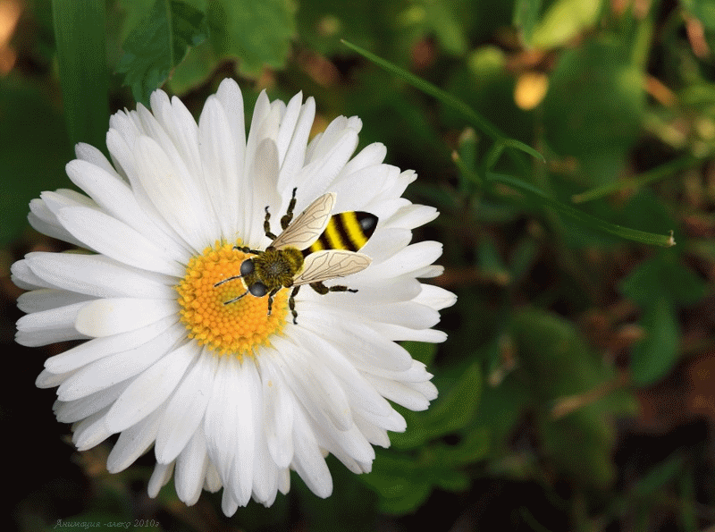 Пчела на цвете 